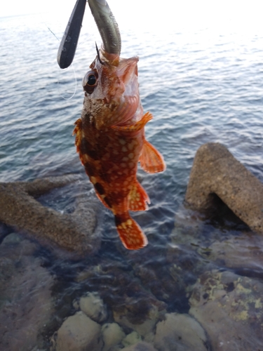 アラカブの釣果