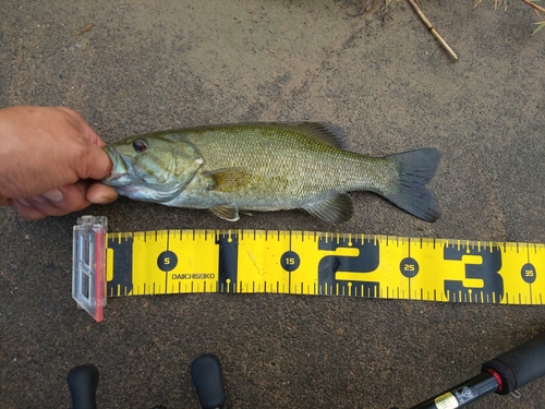 スモールマウスバスの釣果