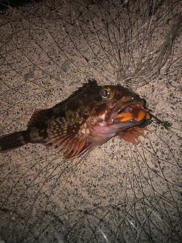 カサゴの釣果