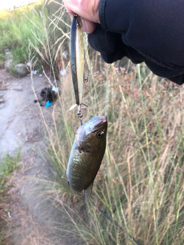 ナマズの釣果