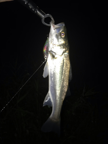 スズキの釣果