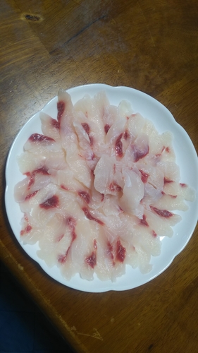 ボラの釣果