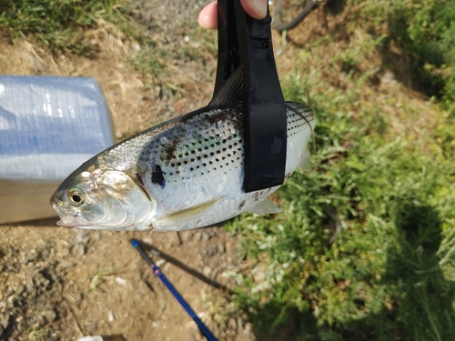 コノシロの釣果