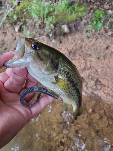 ラージマウスバスの釣果