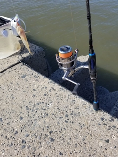 ハゼの釣果