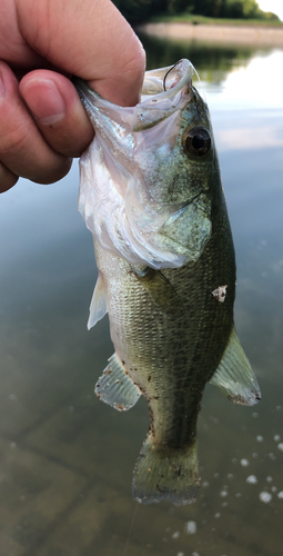 ブラックバスの釣果