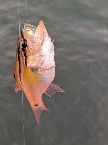 ネンブツダイの釣果