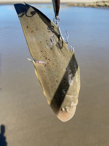 シタビラメの釣果