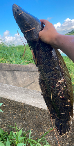 ライギョの釣果