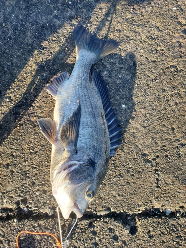 クロダイの釣果