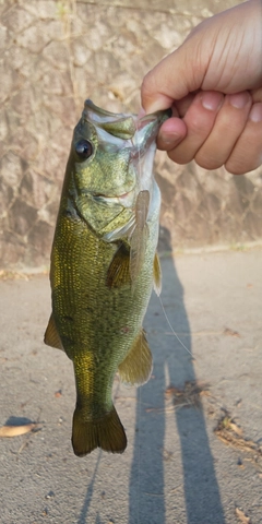 ブラックバスの釣果