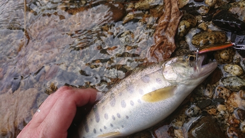 ヤマメの釣果