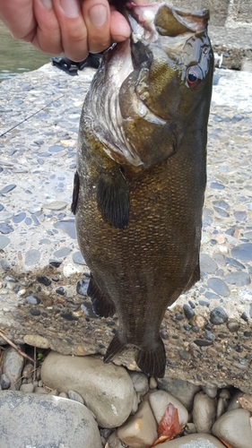 スモールマウスバスの釣果