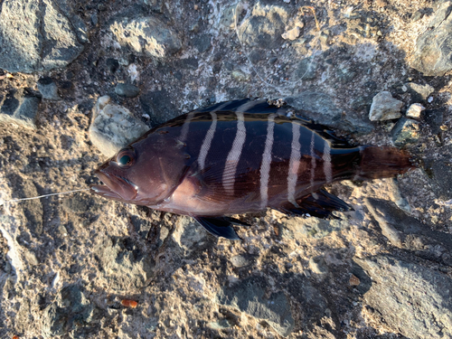 ハタの釣果