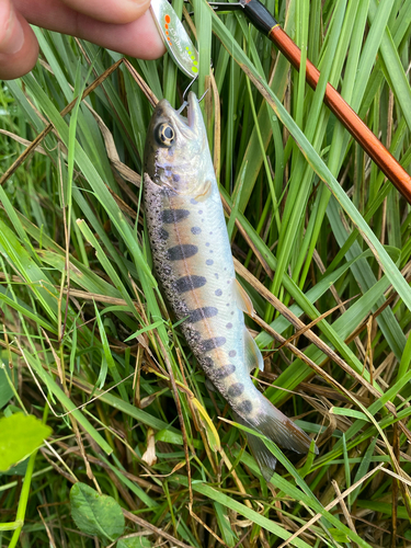 ヤマメの釣果