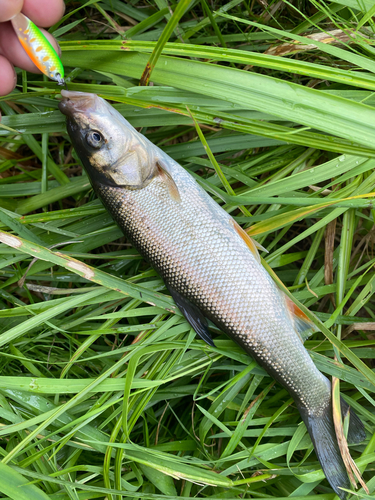 ウグイの釣果