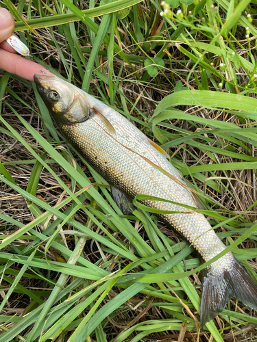 ウグイの釣果