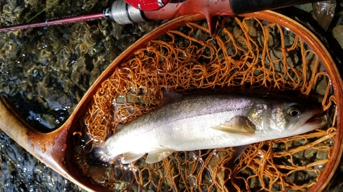 イワナの釣果