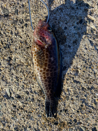 オオモンハタの釣果