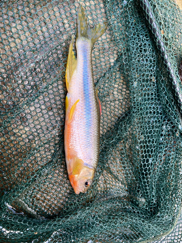 カワムツの釣果