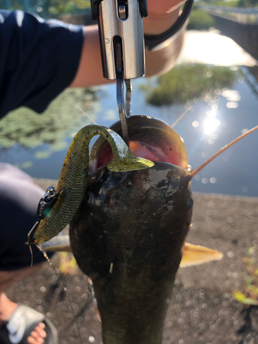 ナマズの釣果