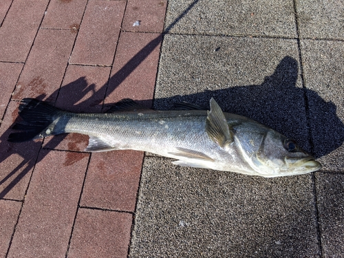 スズキの釣果