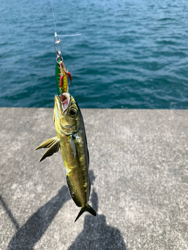 シイラの釣果