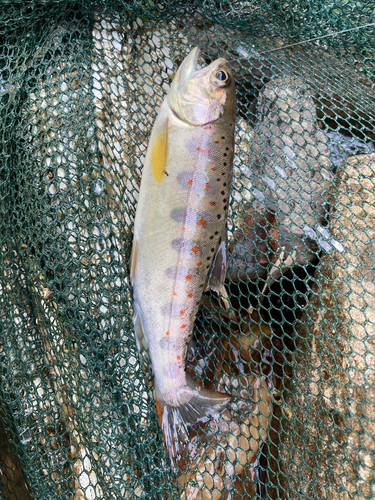 アマゴの釣果