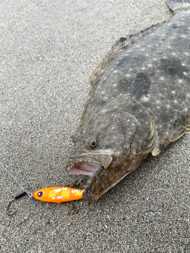 ヒラメの釣果