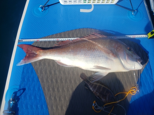 マダイの釣果