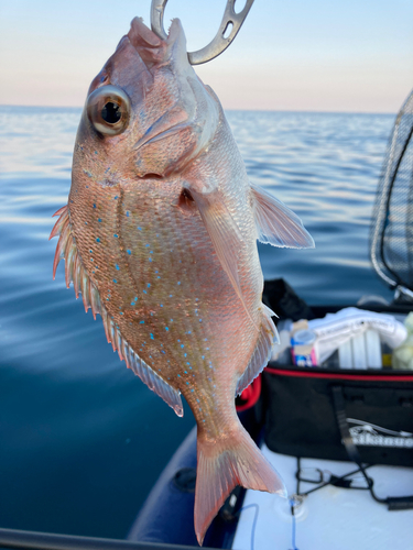 タイの釣果