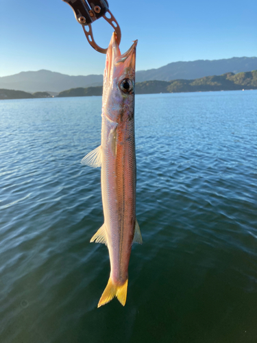 カマスの釣果