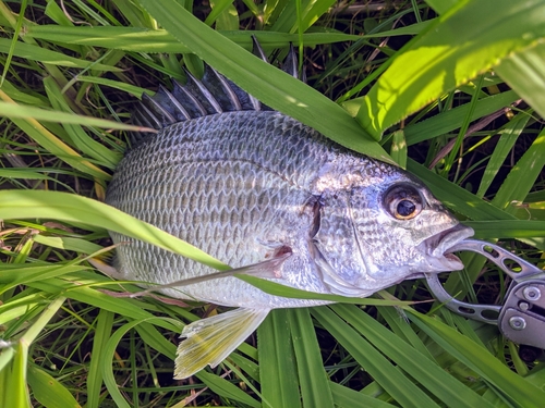 キビレの釣果