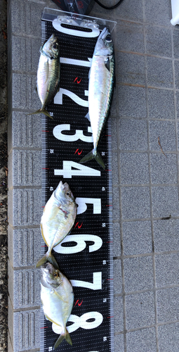 サバの釣果