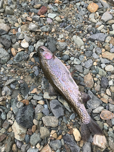 ニジマスの釣果