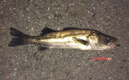 フッコ（マルスズキ）の釣果