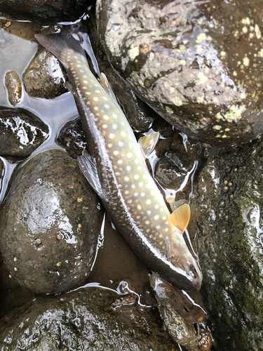 イワナの釣果