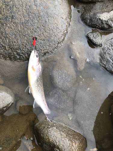 イワナの釣果