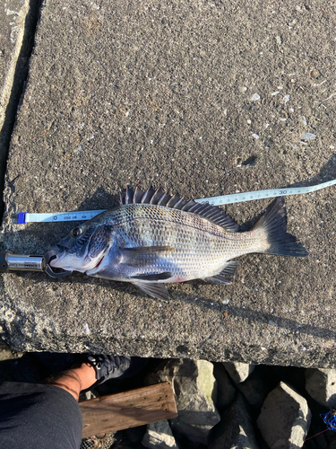 クロダイの釣果