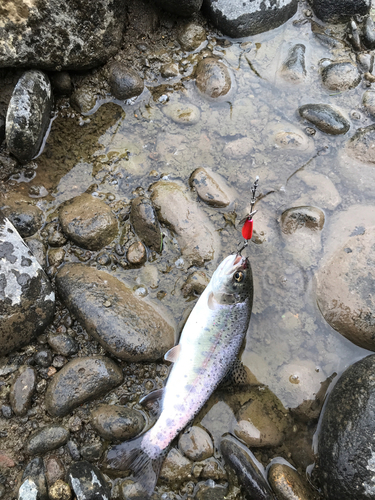 ニジマスの釣果