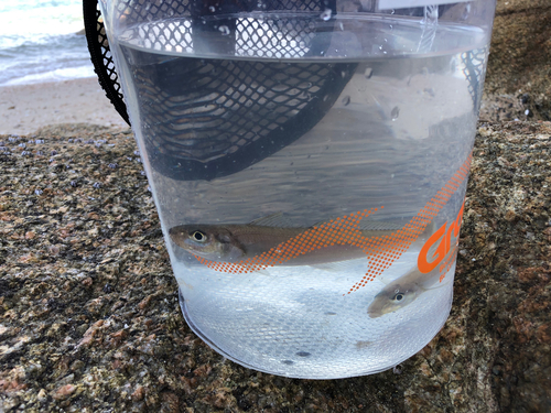 シロギスの釣果