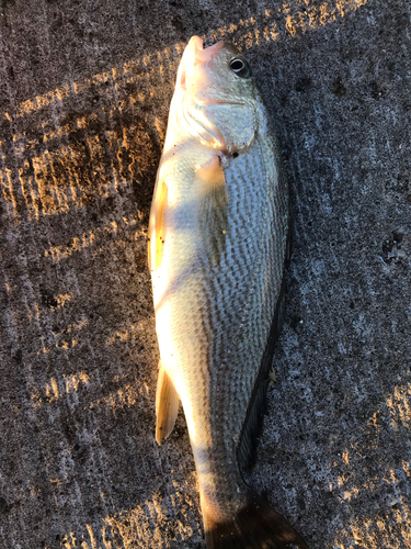 イシモチの釣果