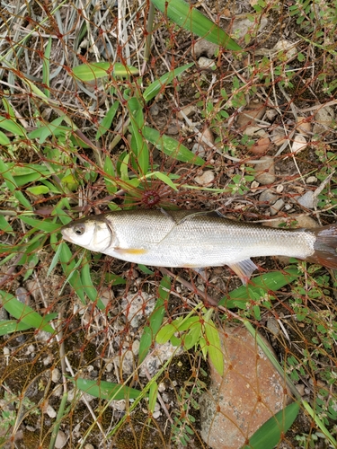 ウグイの釣果