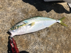 イナダの釣果