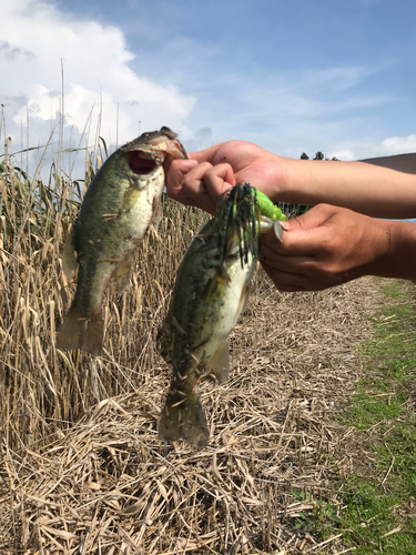 ブラックバスの釣果