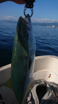 ワラサの釣果