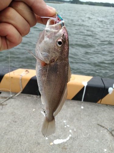 イシモチの釣果