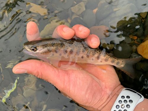 ヤマメの釣果