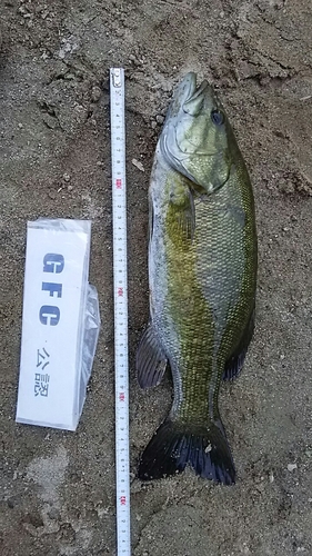 スモールマウスバスの釣果