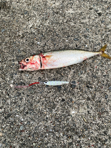 サバの釣果